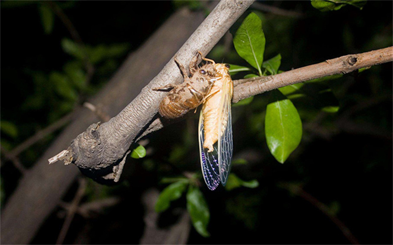 回到乡下，你会做些什么？