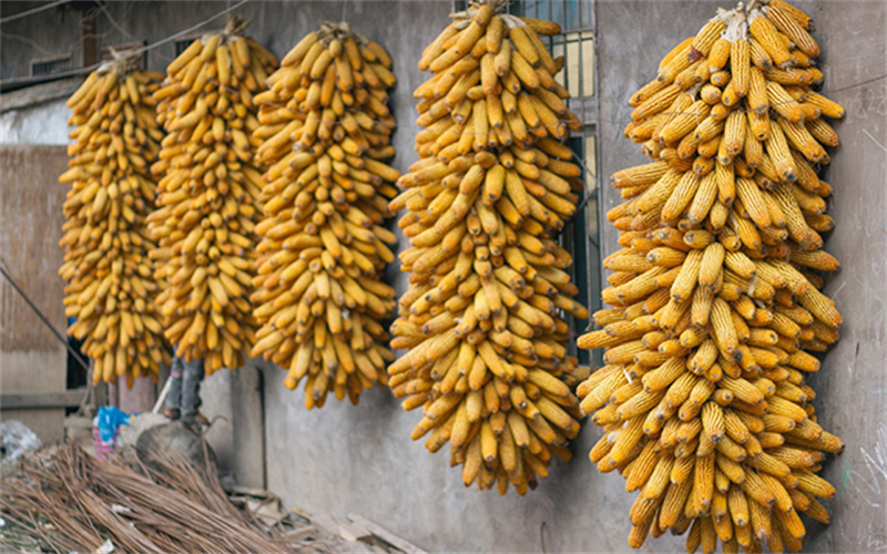 回到乡下,你会做些什么?(图2) 2.jpg